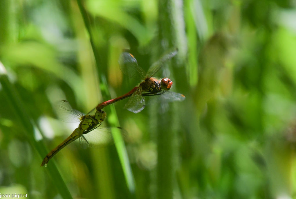 sympetrum (3).JPG