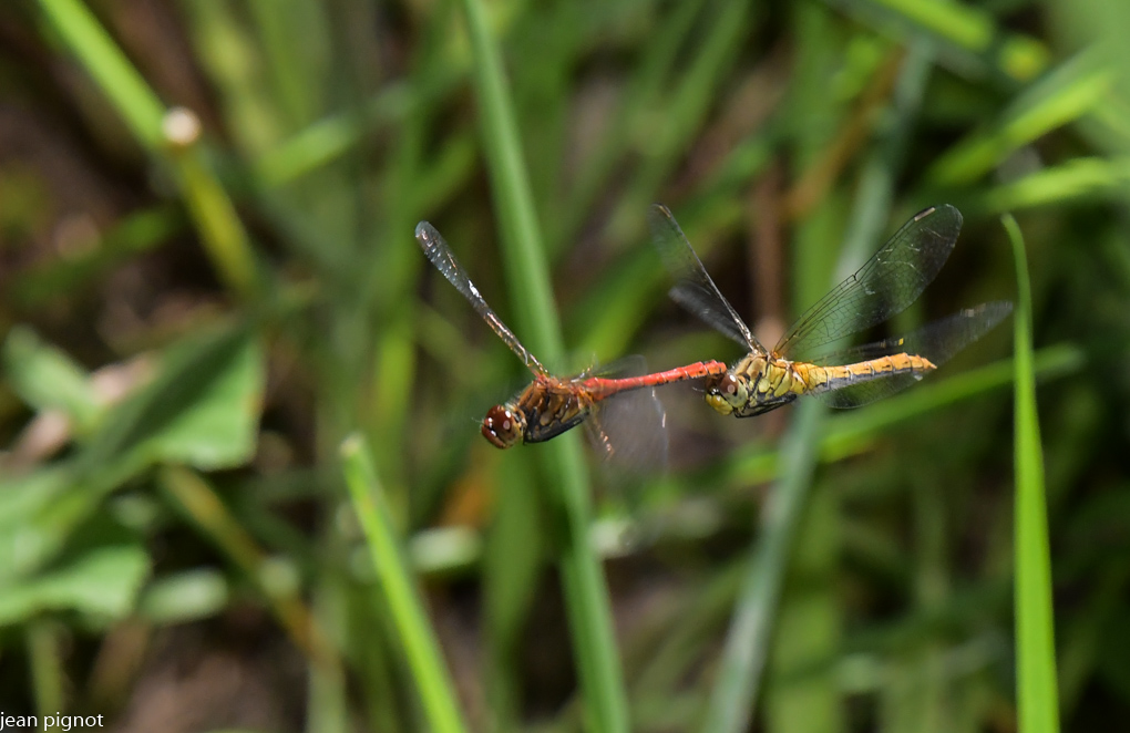 sympetrum.JPG