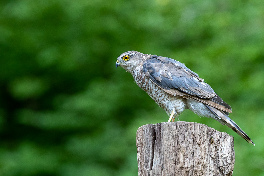 Epervier d'Europe (Accipiter nisus) Eurasian Sparrowhawk-50.jpg