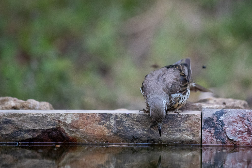 Grive draine (Turdus viscivorus)-25.jpg