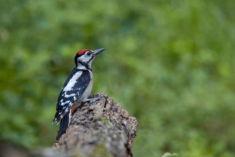 Pic épeiche (Dendrocopos major) Great spotted woodpecker-514.jpg