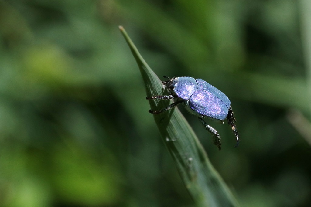 7 IMG_2586X Hoplie bleue Hoplia coerulea.JPG