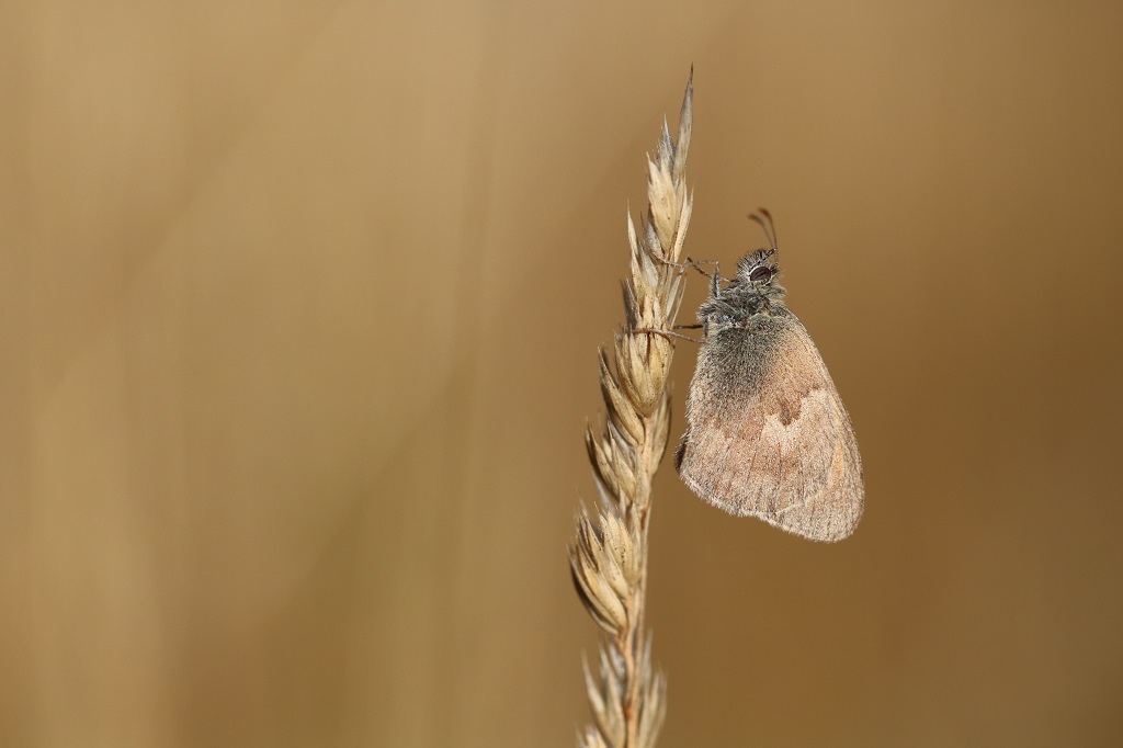 9 IMG_3602 Coenonympha pamphilus Procris fadet commun.JPG