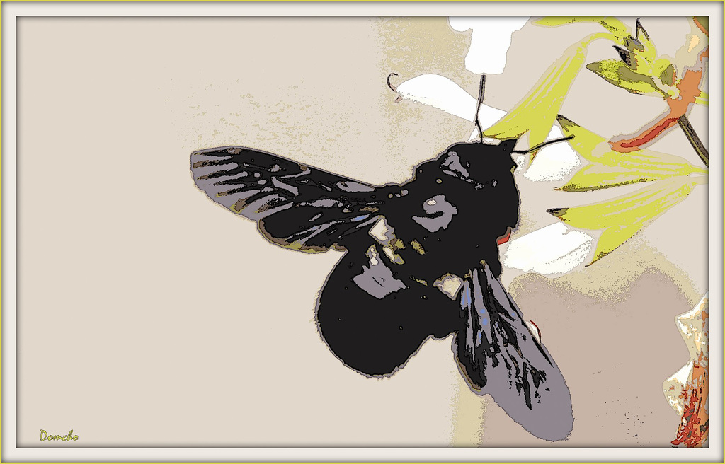 Black and Bee_1024.jpg