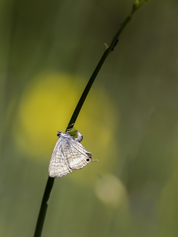 3S8A4944-2 Azuré porte queue.jpg