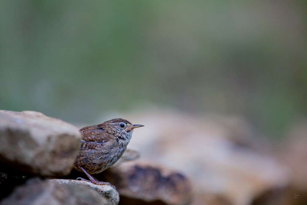 Troglodyte mignon (Troglodytes troglodytes) Winter wren-362.jpg