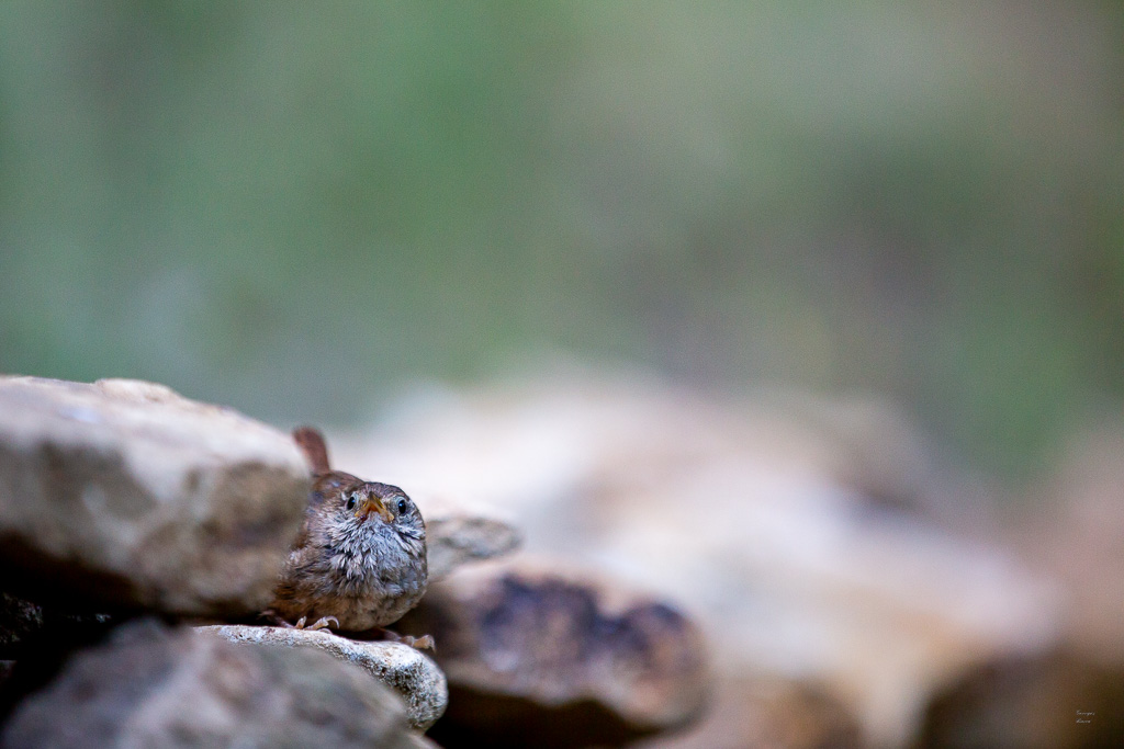 Troglodyte mignon (Troglodytes troglodytes) Winter wren-363.jpg