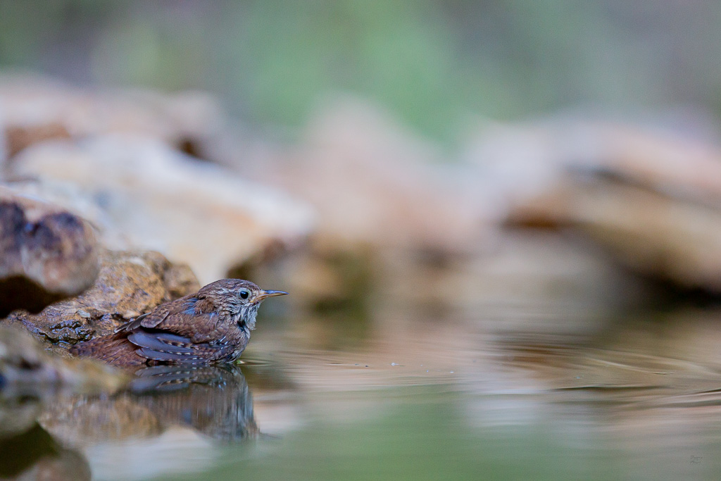 Troglodyte mignon (Troglodytes troglodytes) Winter wren-364.jpg