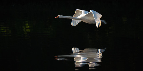 Cygne tuberculé - Mute Swan.jpg