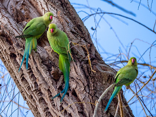 Perruches à collier - Rose-ringed parakeets.jpg
