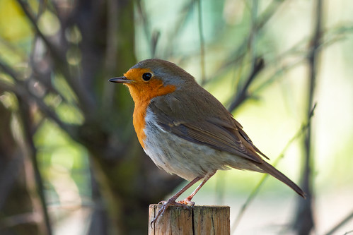 Rougegorge - Robin.jpg