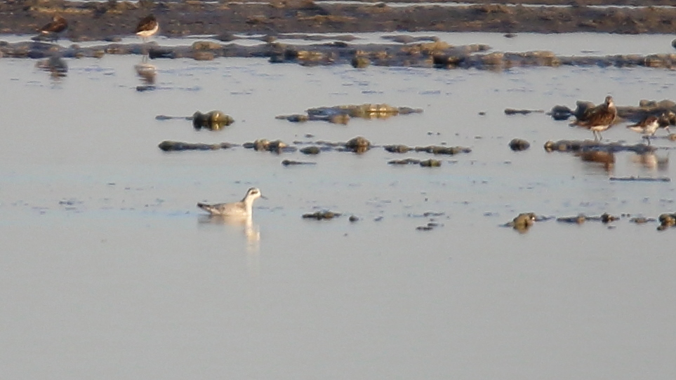 1310 Phalarope à bec étroit.jpg