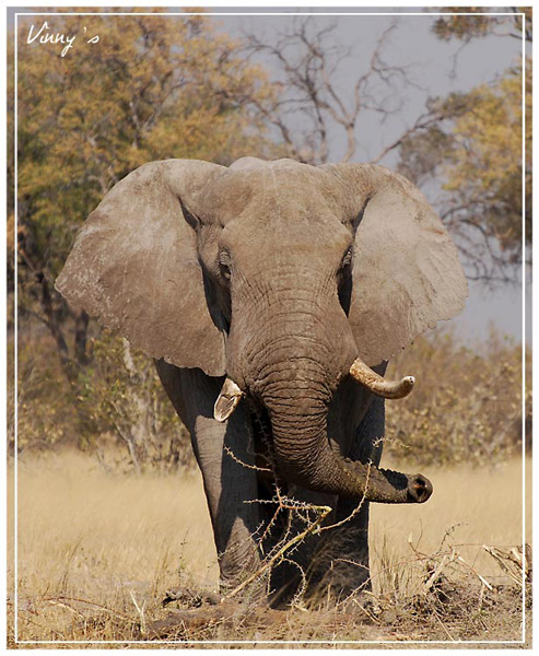 Ã©lÃ©phant-savuti050.jpg