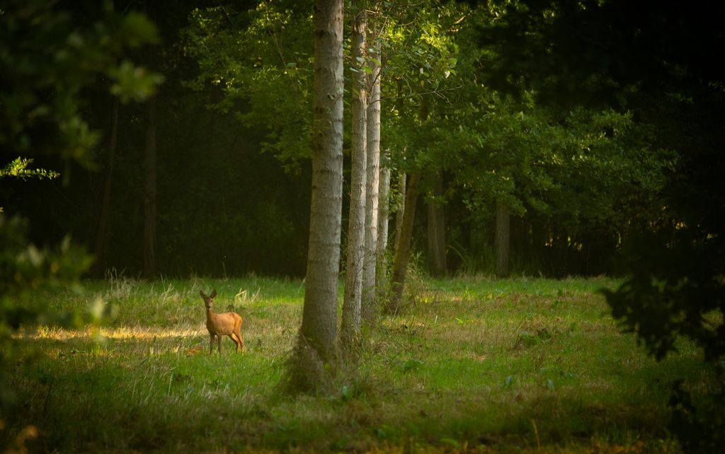 image et nature 2.jpg