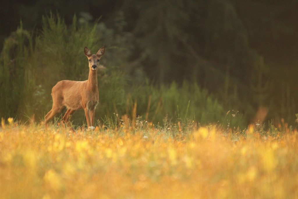 image et nature.jpg