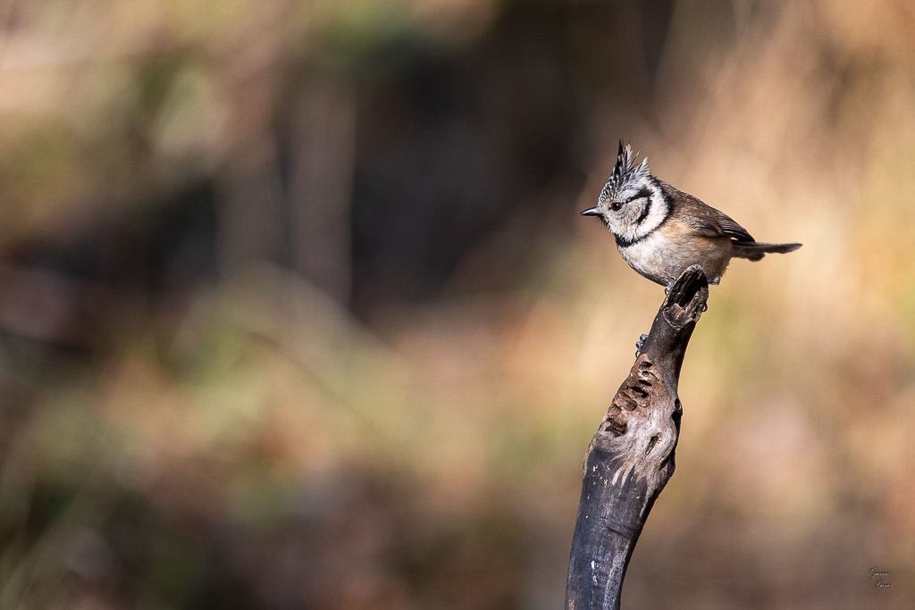 Mésange Huppée (Parus cristalus) Crested Tit-63.jpg