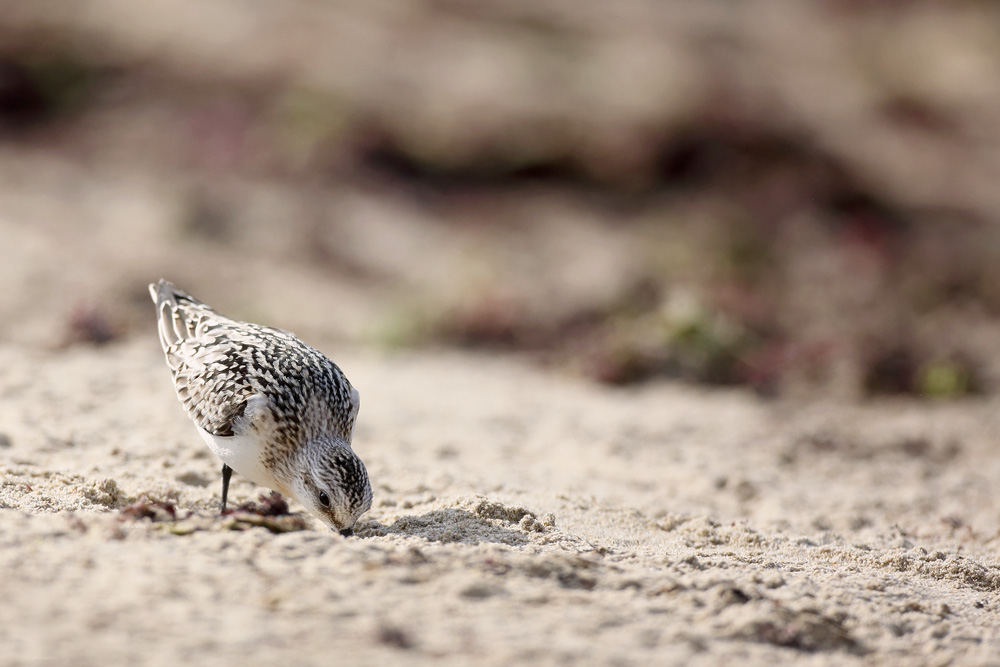 becasseausanderling7869-web.jpg