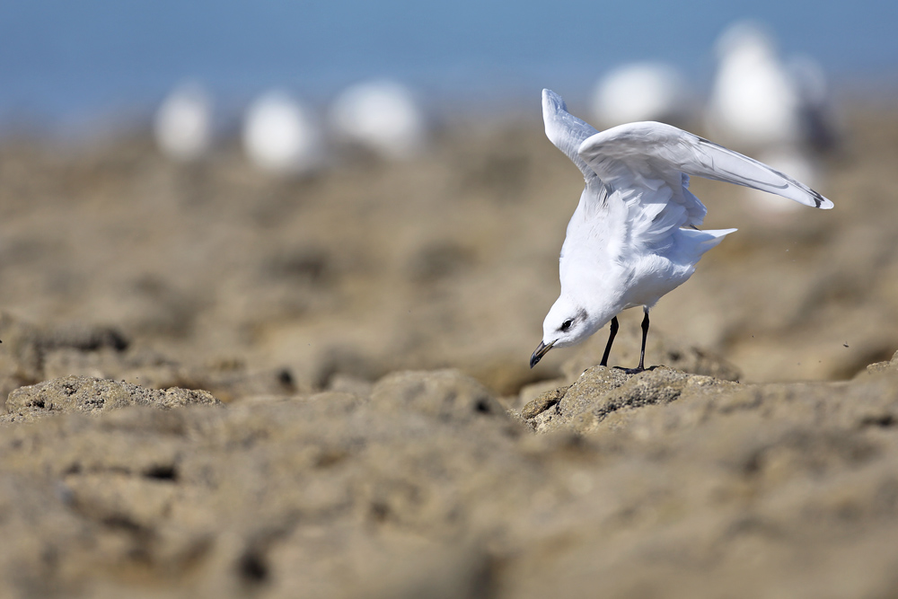 mouette7675-web.jpg