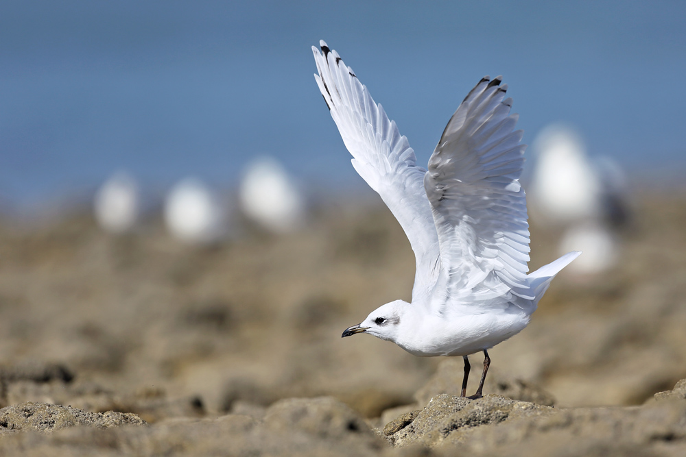 mouette7681-web.jpg