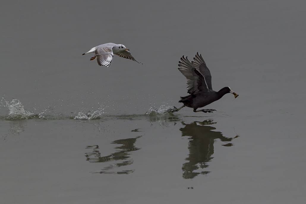 Mouette_et_foulque.jpg