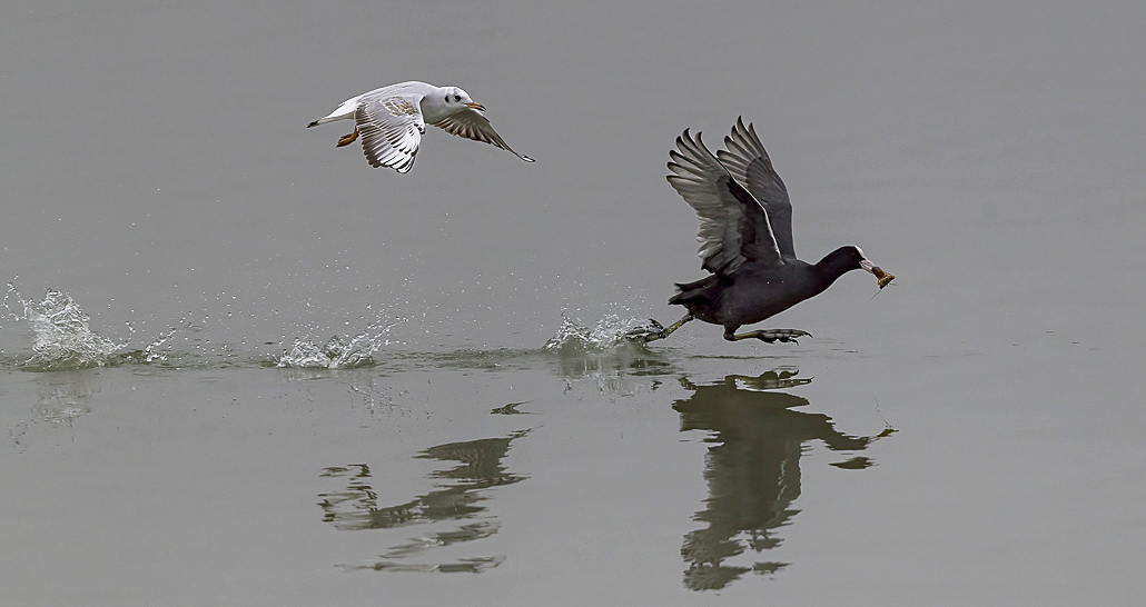 Mouette_et_foulque modif.jpg