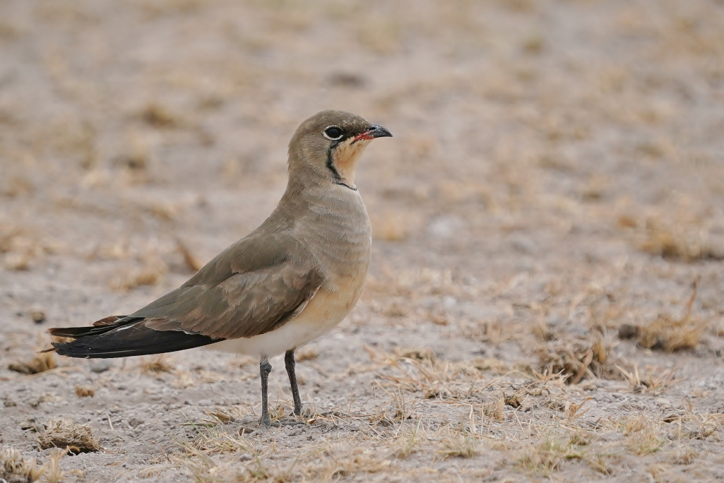 78-Glaréole à collier - Amboseli.JPG