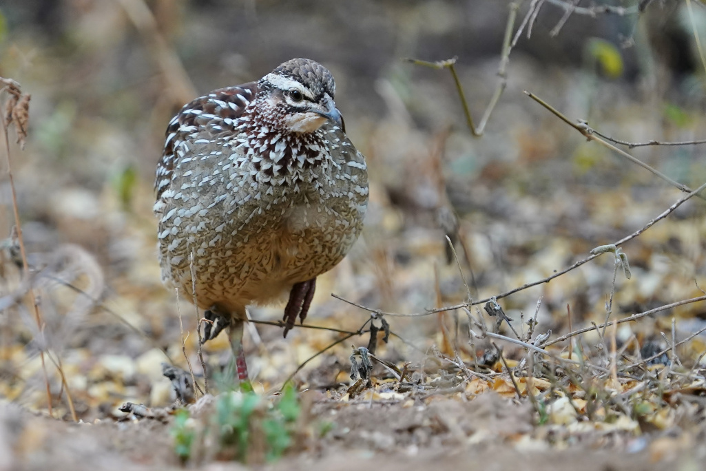 80-Francolin huppé - Amboseli.JPG