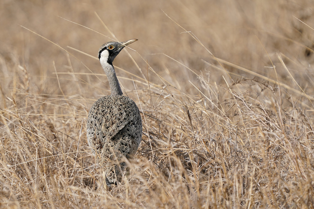 92-Outarde de Hartlaub mâle -Tsavo est.JPG