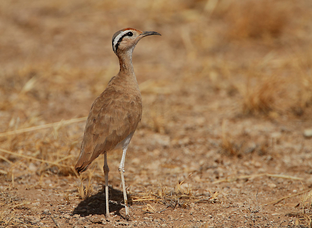 93-Courvite de Somalie -Tsavo est.jpg