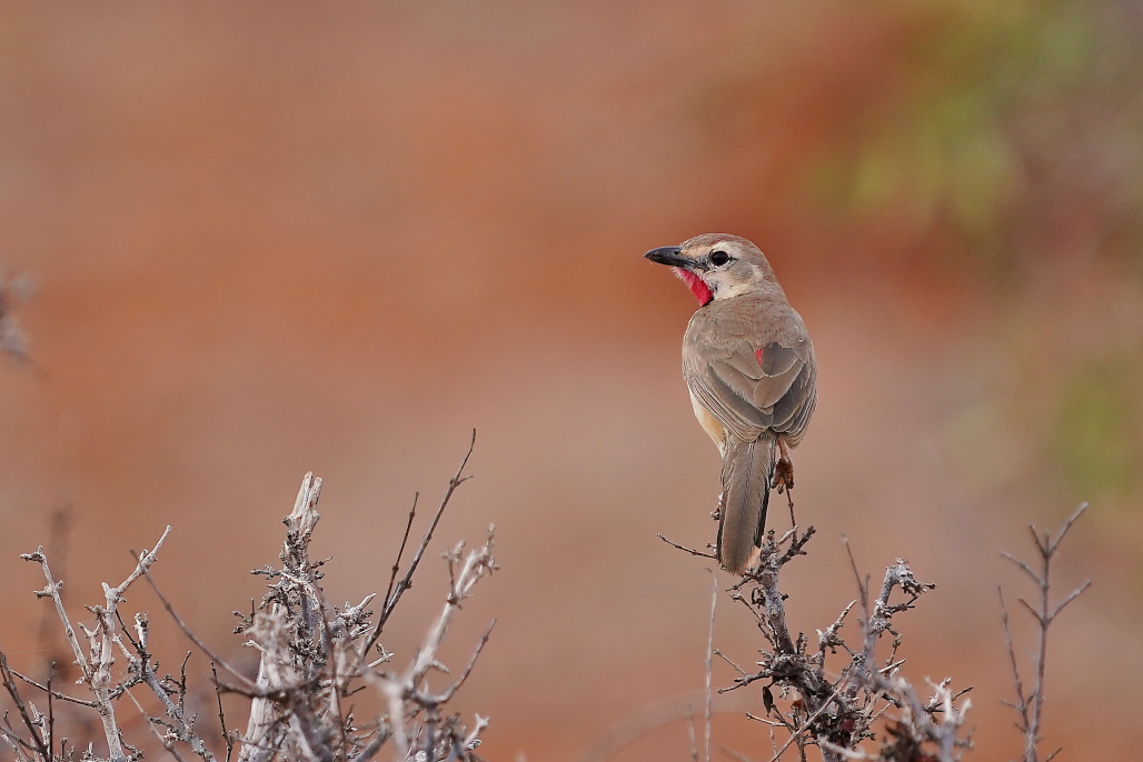 94-Gonolek à croupion rose - Tsavo est.JPG