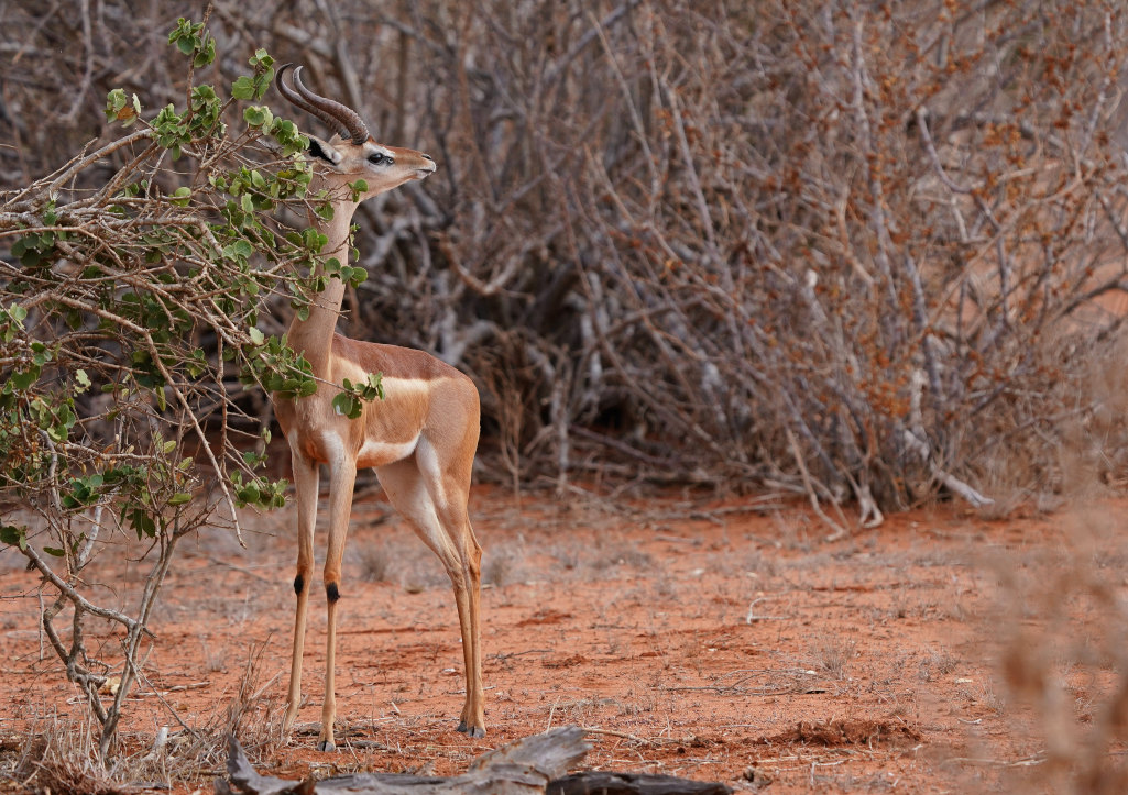 114.gerenuk.JPG