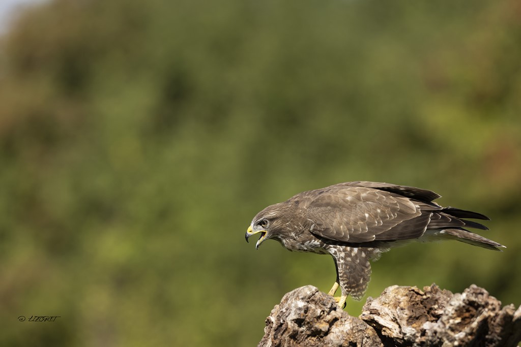 buse variable 33   septembre 2022 [1024 800].jpg