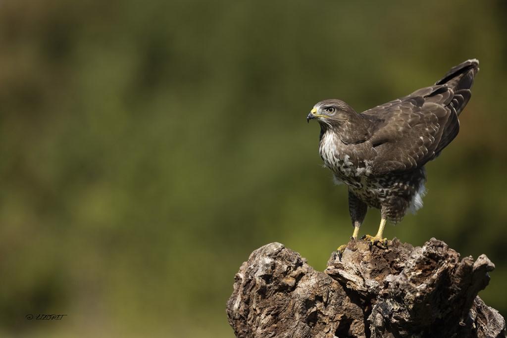 buse variable 47   septembre 2022 [1024 800].jpg