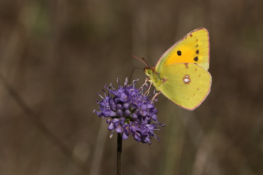 3 IMG_1276 Colias crocea Souci.JPG