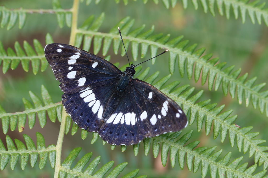 4IMG_5743 Limenitis reducta Sylvain azuré.JPG