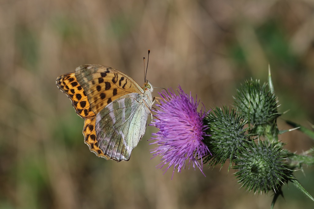 9 IMG_7238 Argynnis paphia Tabac d'E..JPG