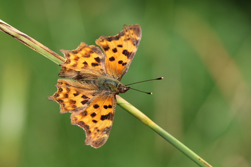 10 IMG_8994 Polygonia c-album.JPG