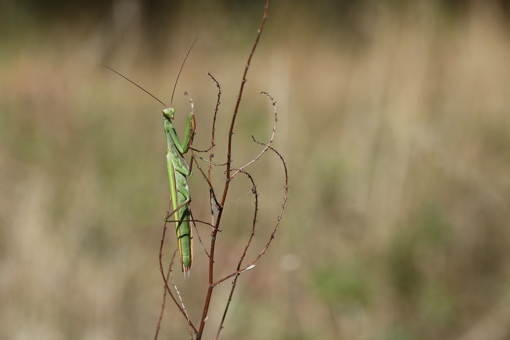 11 IMG_9948  Mantis.JPG