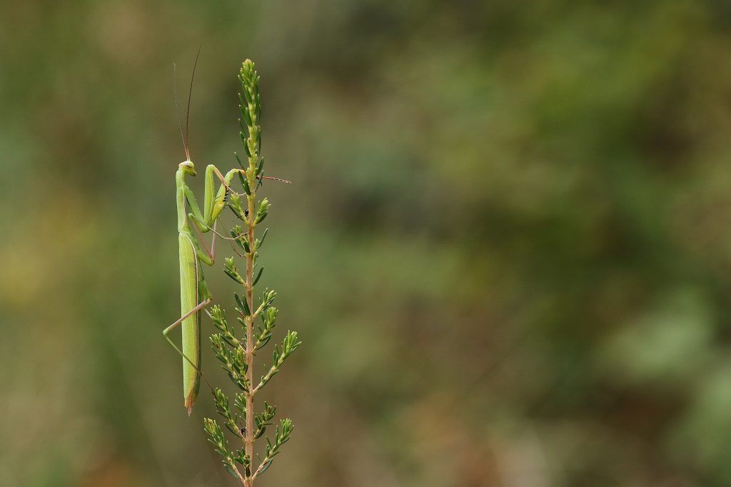 12 IMG_73990 Mantis.JPG