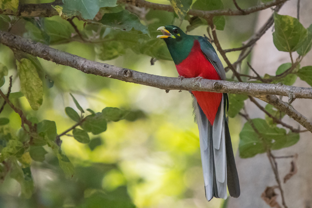 149.Trogon narina -sokoke.jpg