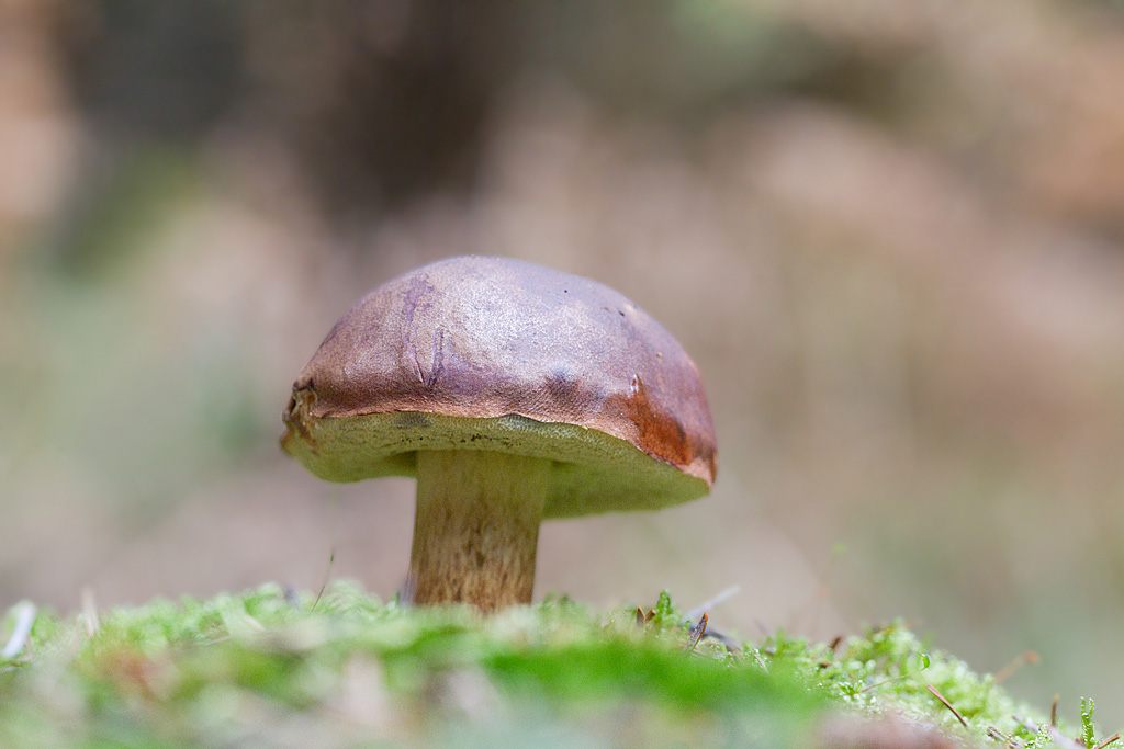 bolet bai - boletus badius.jpg