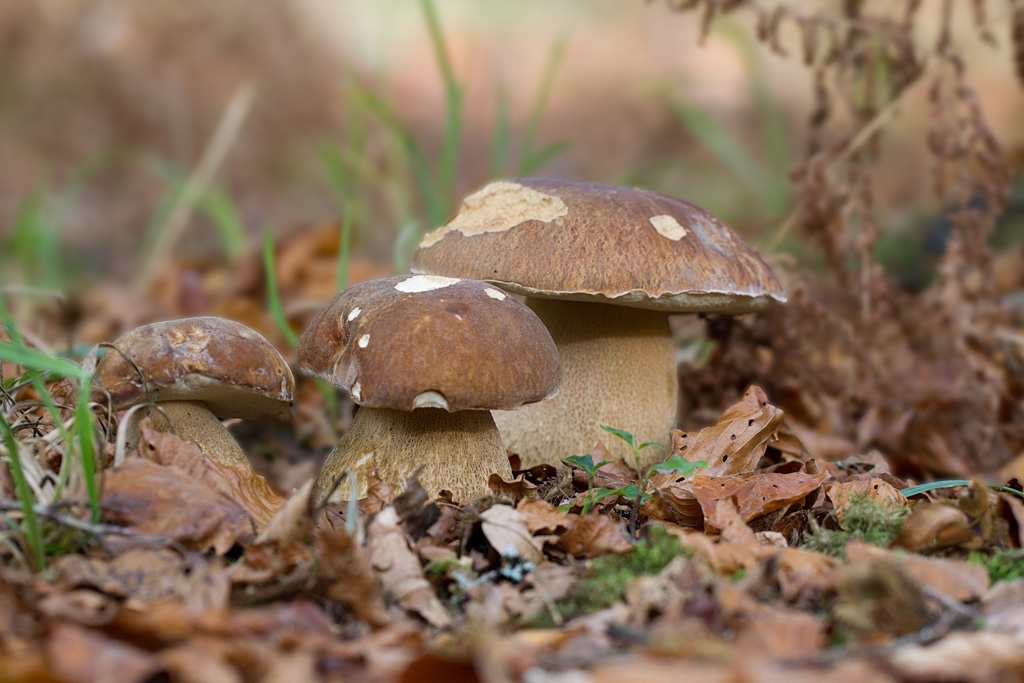 cépe d'été - Boletus estivalis.jpg