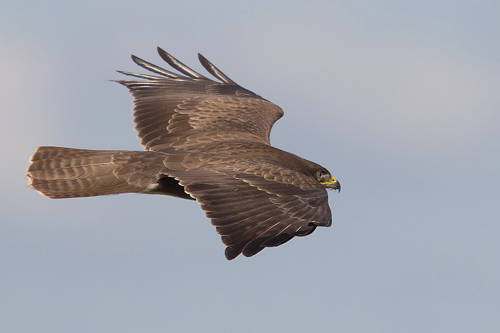 Buse variable vol 2 J Rivière.jpg