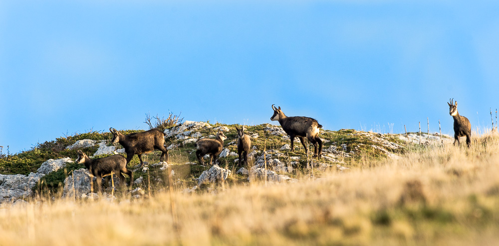 Chamois nov 2022_6.jpg