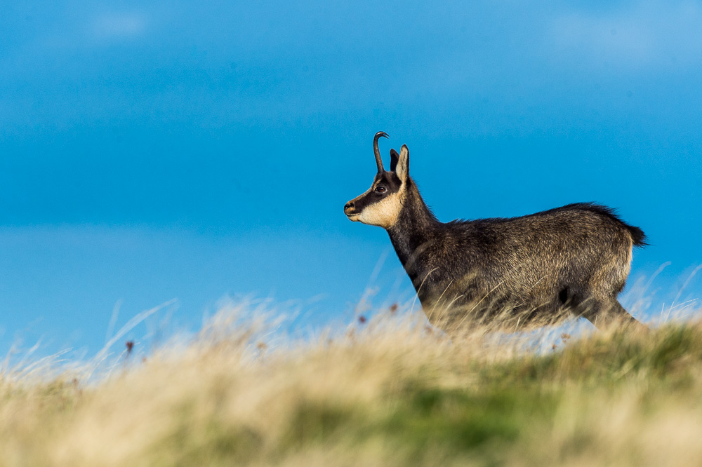 Chamois nov 2022_55.jpg