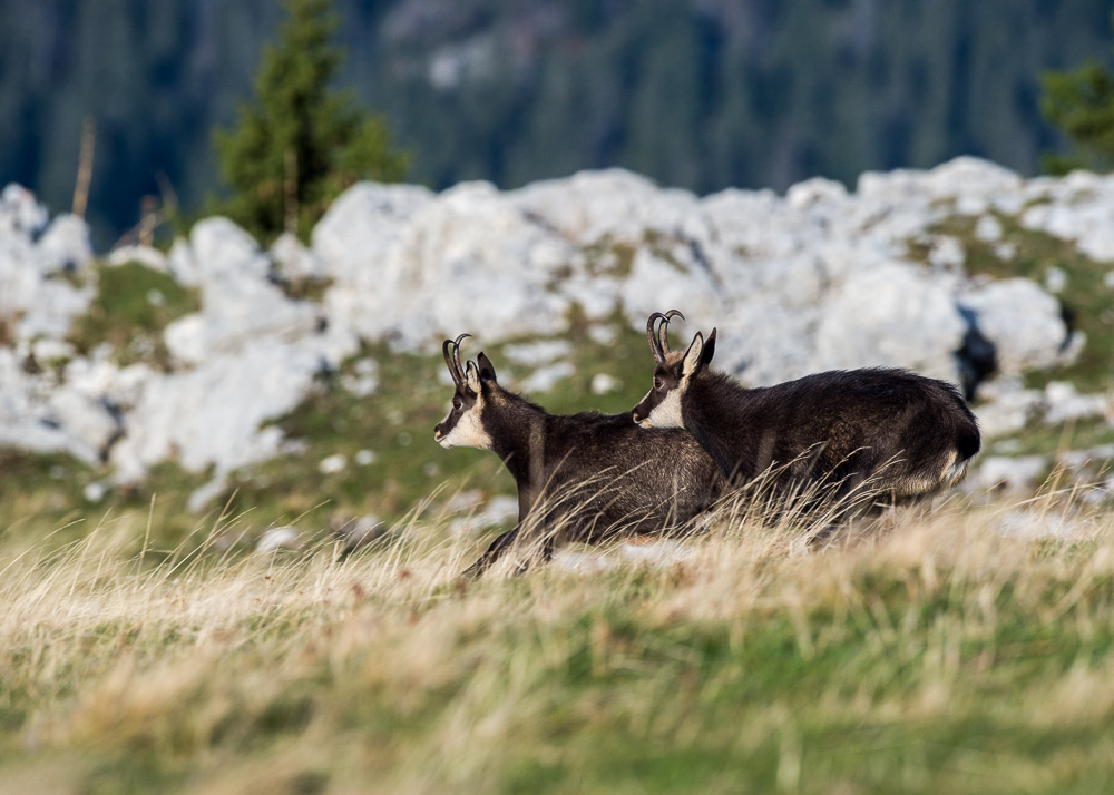 Chamois nov 2022_37.jpg