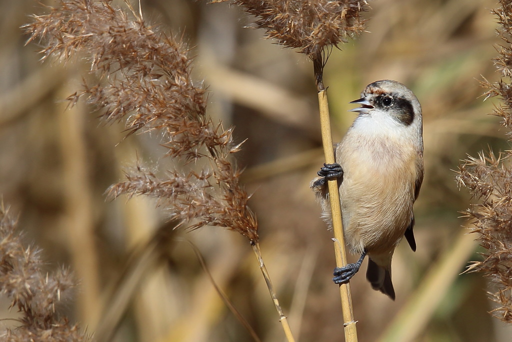 1383 Rémiz penduline.jpg