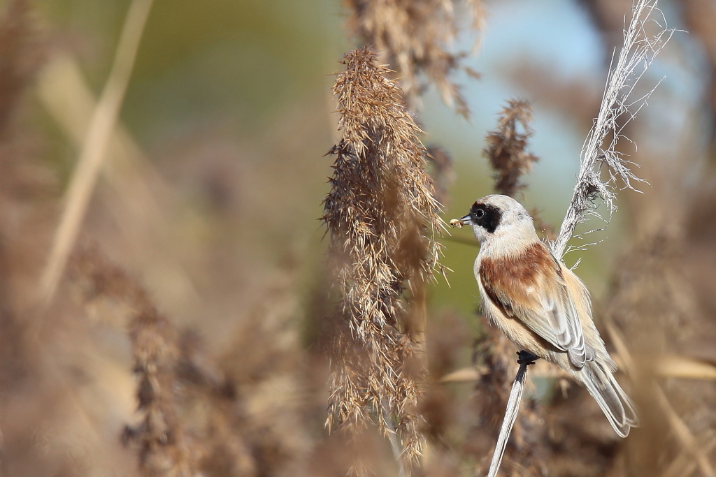 1385 Rémiz penduline.jpg