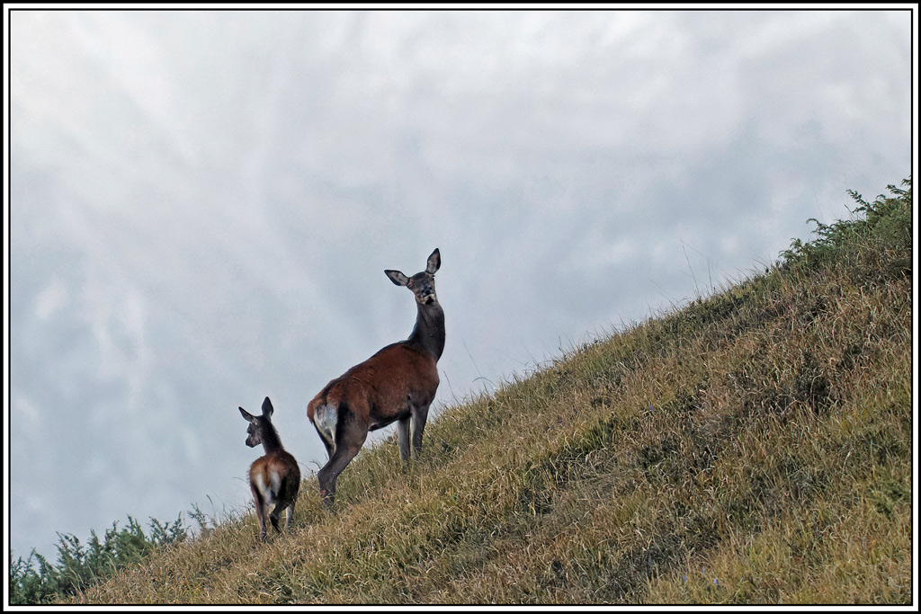 cerf(4538).jpg