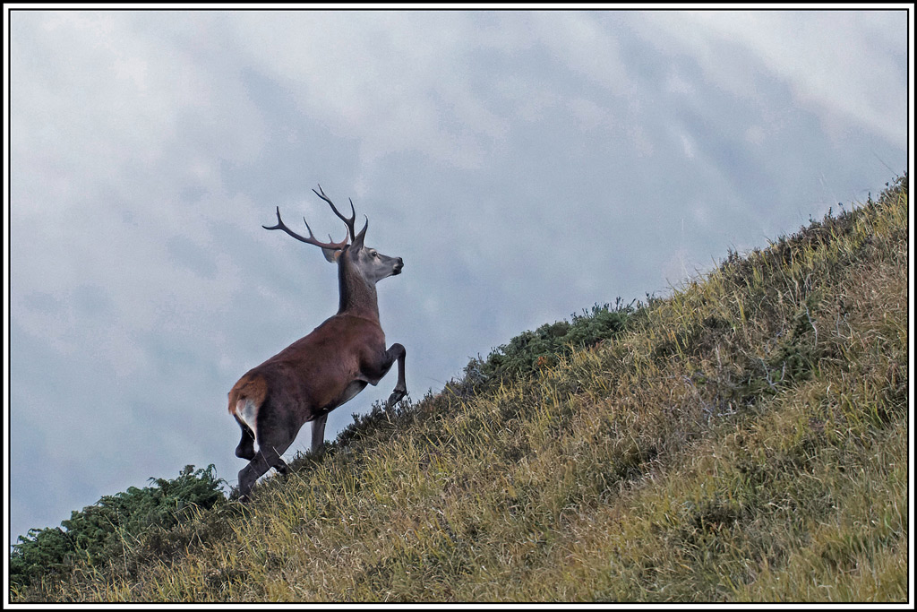 cerf(4543).jpg